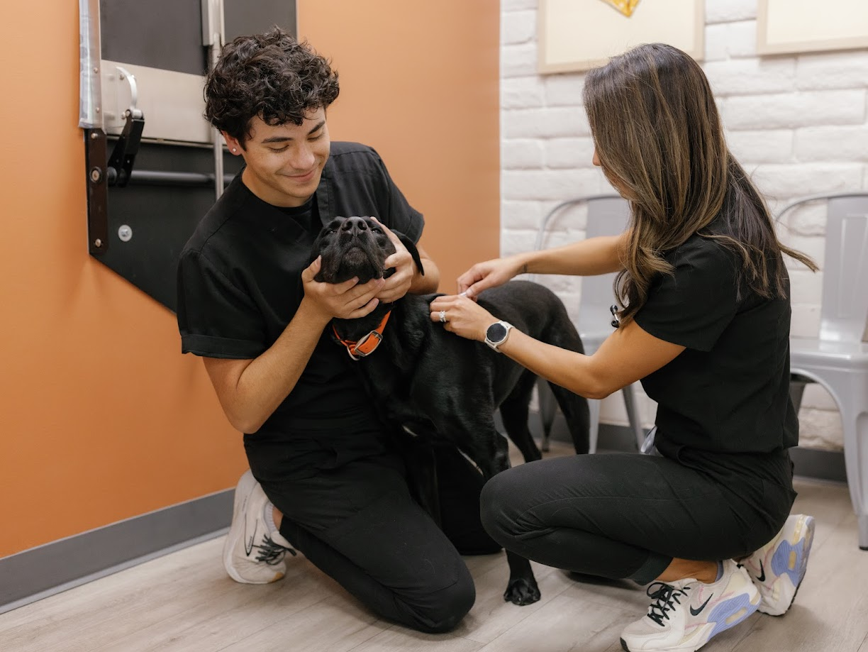 Proactive Wellness Care